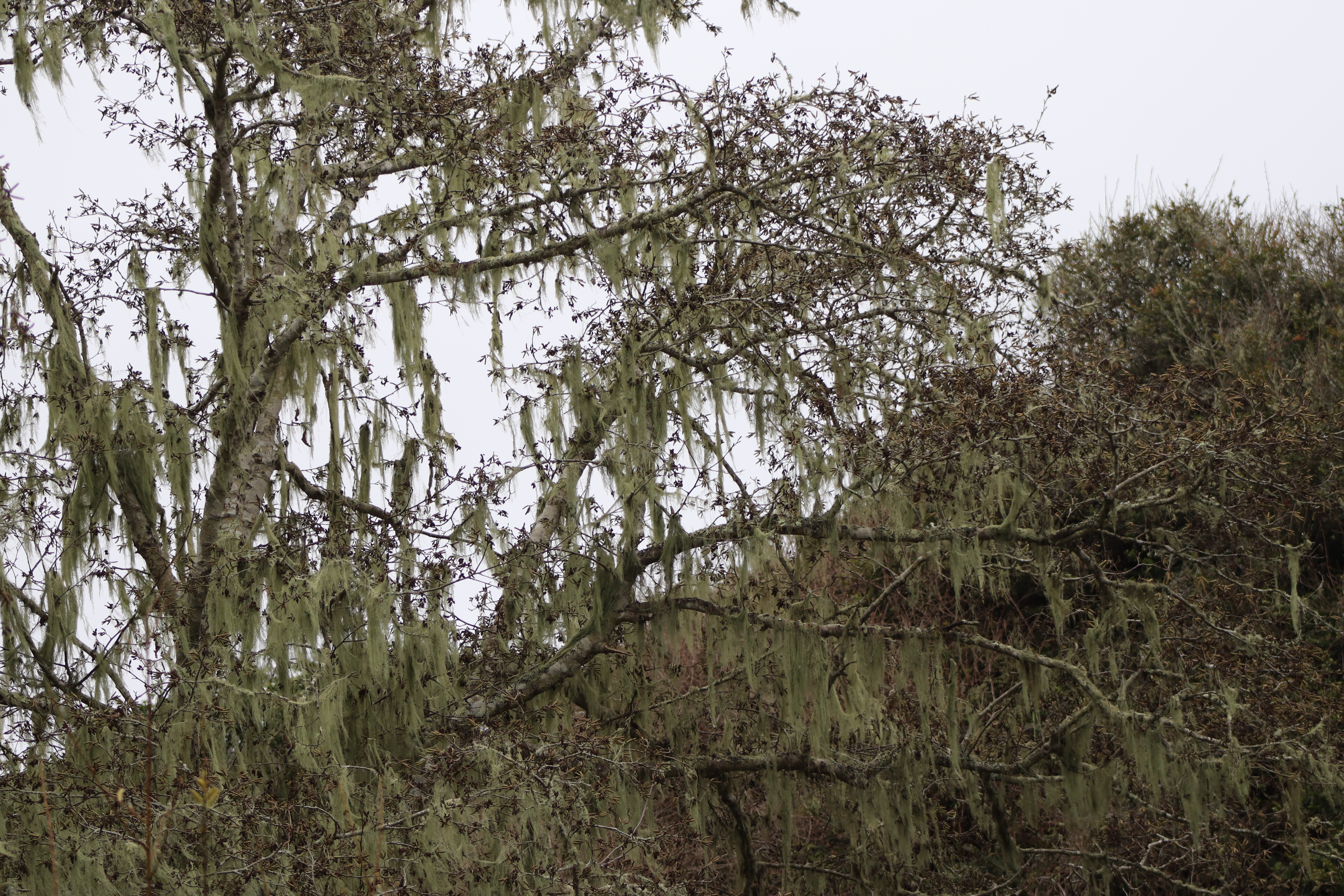 trees with moss