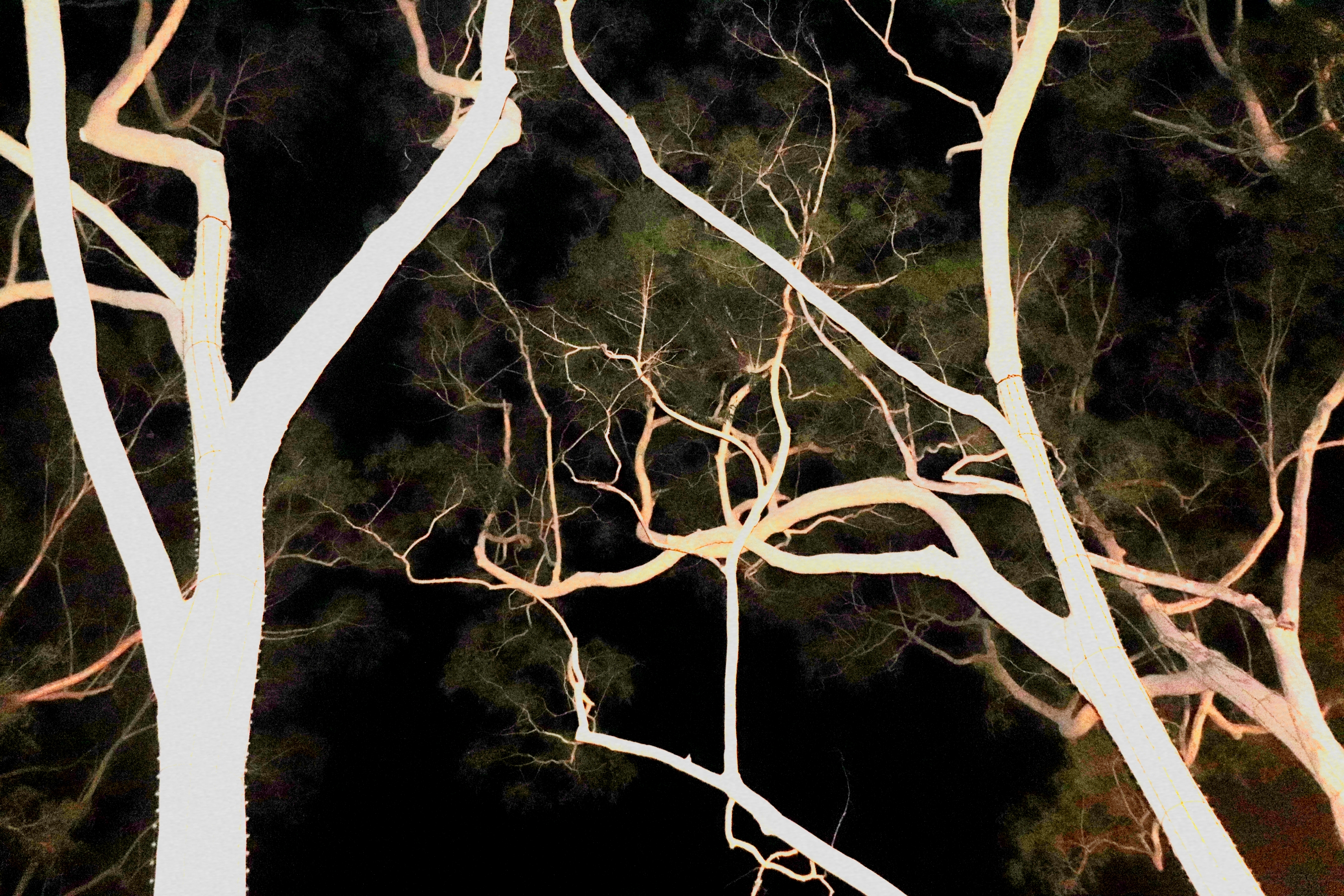 clusteroftwistedtrees
