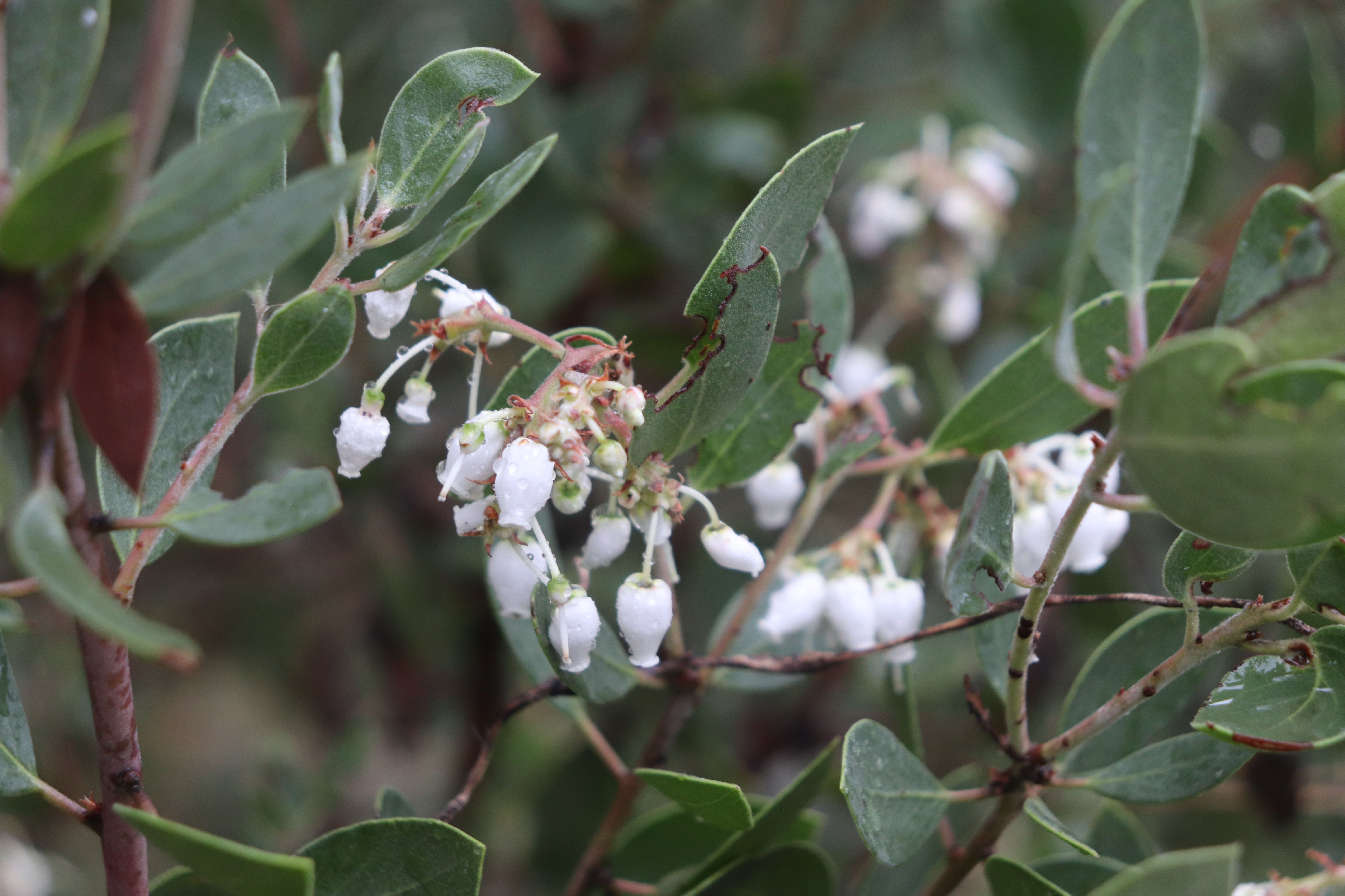 white flowers